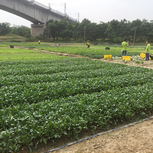 云南基地_菜津津-专注食堂食材配送服务