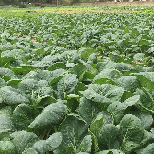 云南基地_菜津津-专注食堂食材配送服务