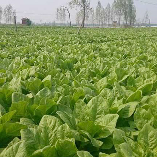 河南濮阳基地_菜津津-专注食堂食材配送服务