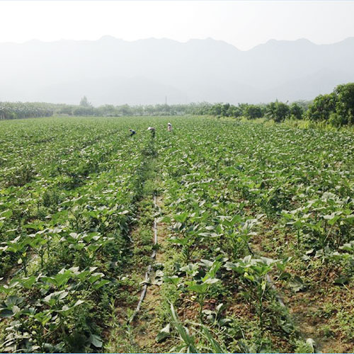 河南濮阳基地_菜津津-专注食堂食材配送服务