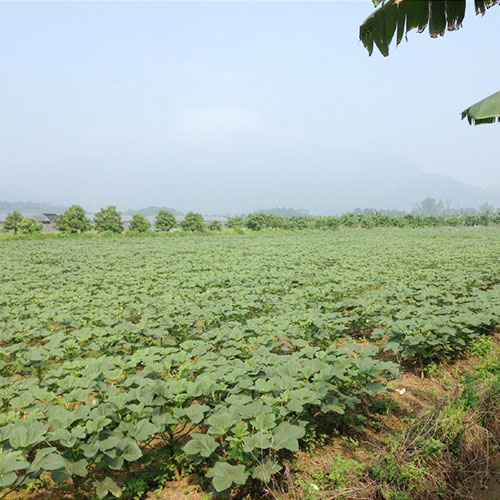 河南濮阳基地-菜津津蔬菜配送